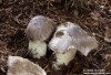 čirůvka havelka (Houby), Tricholoma portentosum, Tricholomataceae (Fungi)